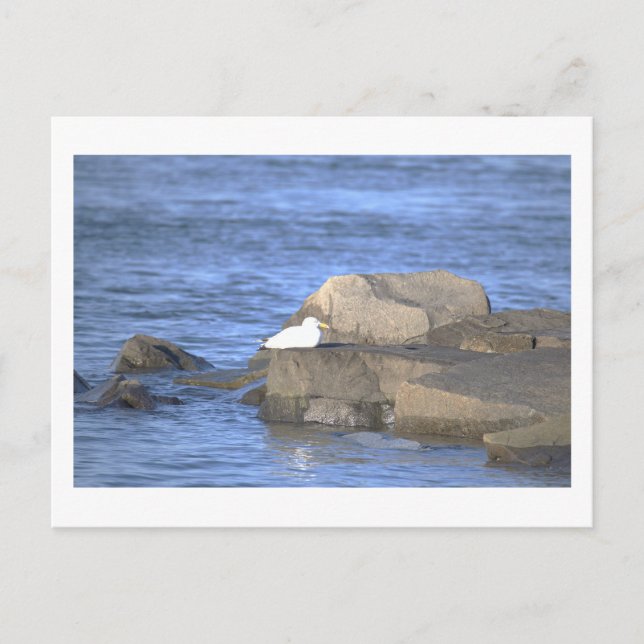 Gaviota en una postal de roca (Anverso)