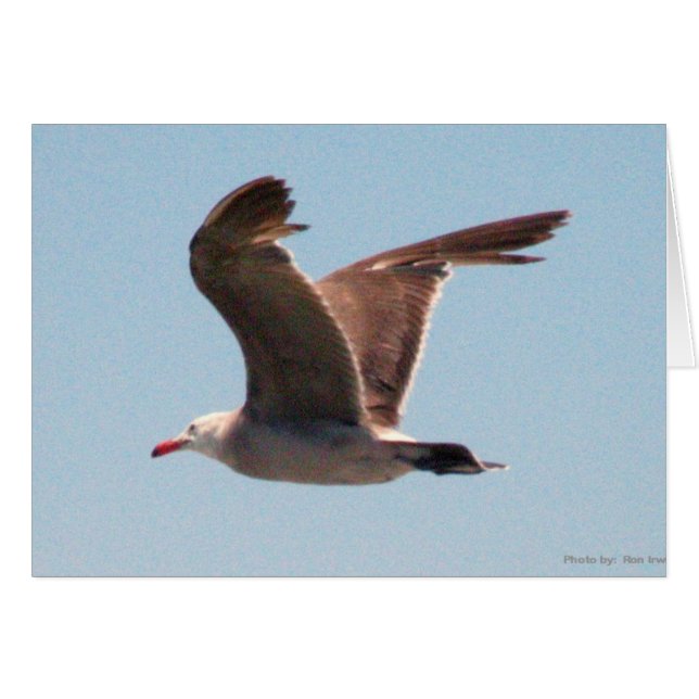 Gaviota en vuelo (Anverso (Horizontal))