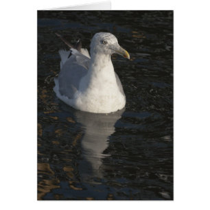 Gaviota flotante