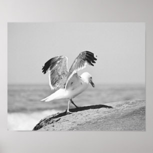 Gaviota marina sobre rocas de playa Impresión en b