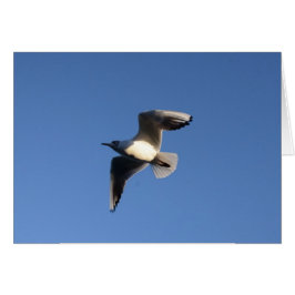 Gaviota pequeña