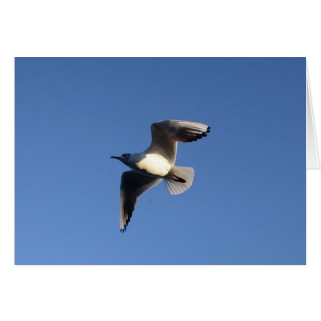 Gaviota pequeña (Anverso (Horizontal))