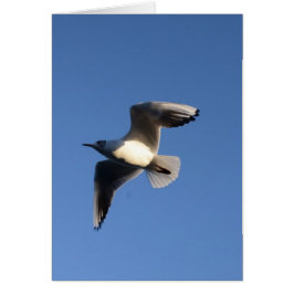 Gaviota pequeña