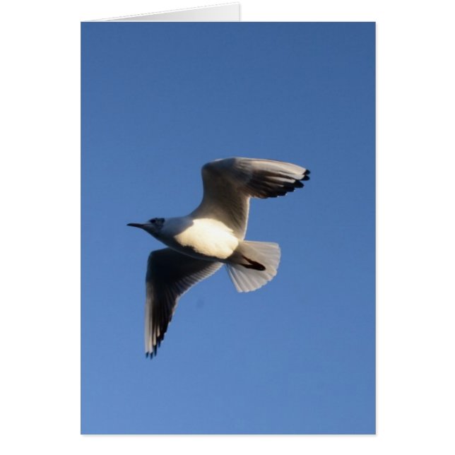 Gaviota pequeña (Frente)