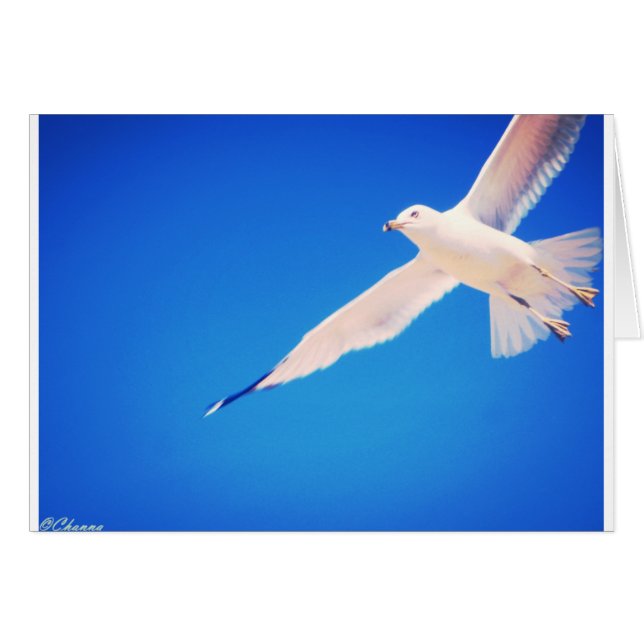 Gaviota que se eleva a través del cielo (Anverso (Horizontal))