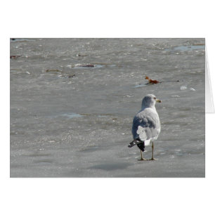 Gaviota solitaria en hielo del río