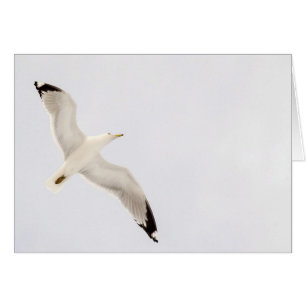 Gaviota voladora