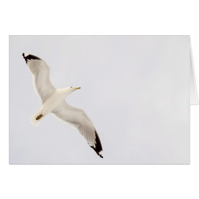 Gaviota voladora (Anverso (Horizontal))