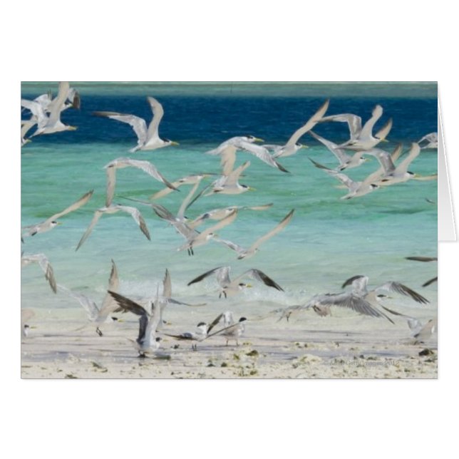 Gaviotas (Anverso (Horizontal))