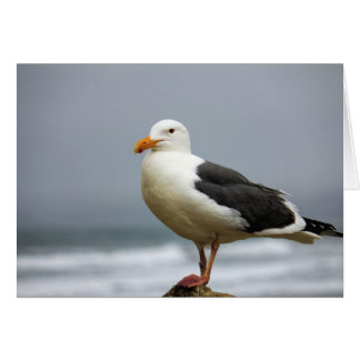 Gaviotas