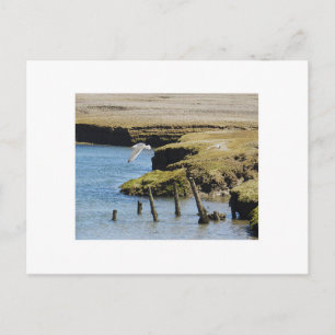 Gaviotas con postal de vuelo