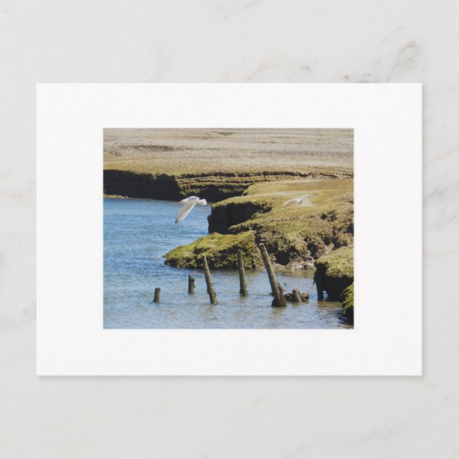 Gaviotas con postal de vuelo (Anverso)