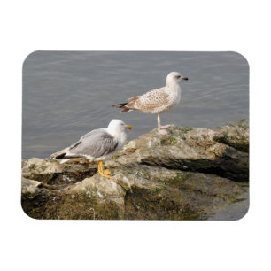 Gaviotas de imán de 3"x4"