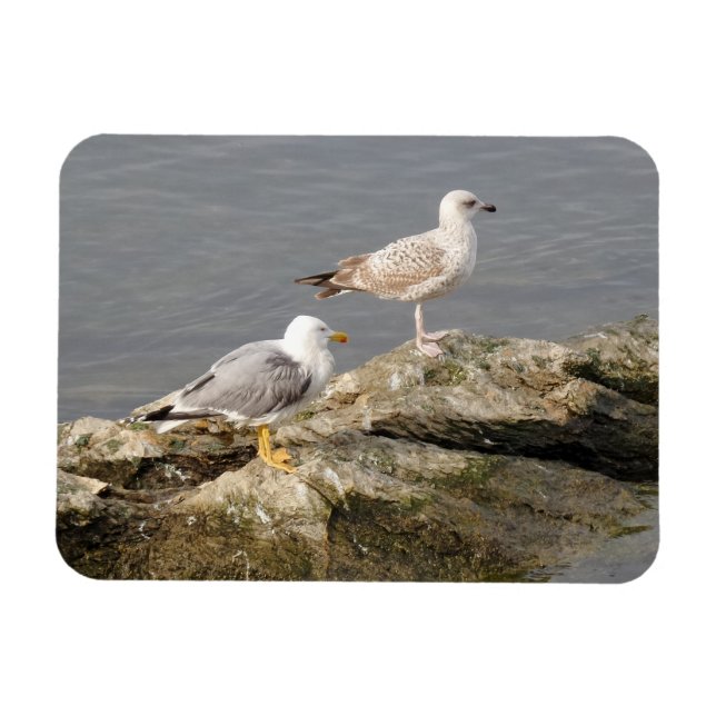 Gaviotas de imán de 3"x4" (Horizontal)
