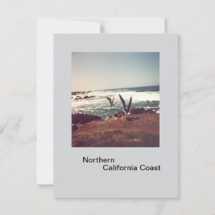 Gaviotas en la postal costera de California