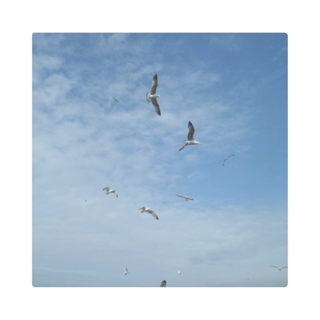 Gaviotas voladoras de arte Metalizado de 16"x16" (Anverso)