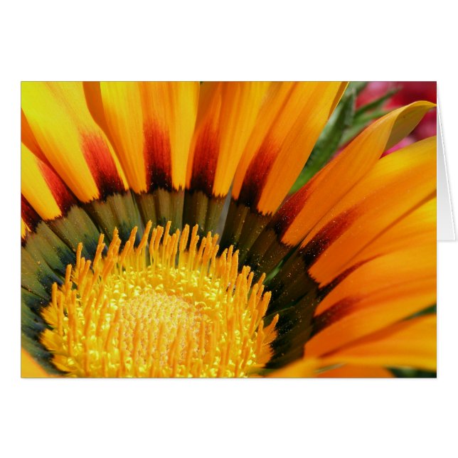 Gazania (Anverso (Horizontal))