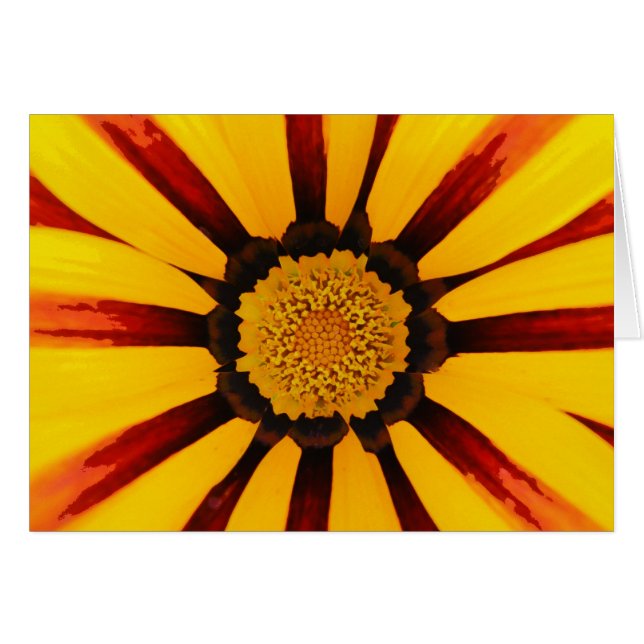 Gazania (Anverso (Horizontal))