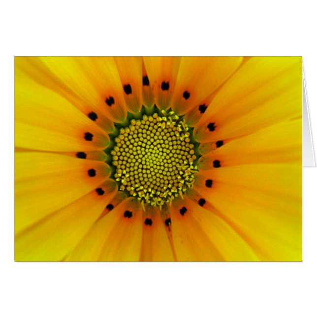 Gazania (Anverso (Horizontal))