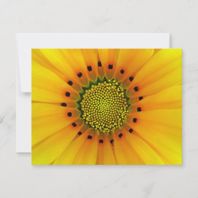 GAZANIA (Anverso)