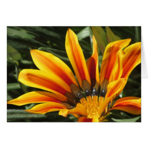 Gazania Bloom