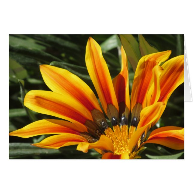 Gazania Bloom (Anverso (Horizontal))