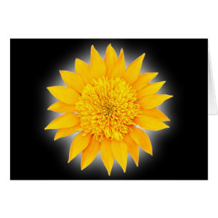 Gazania Blossom