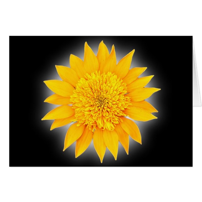 Gazania Blossom (Anverso (Horizontal))