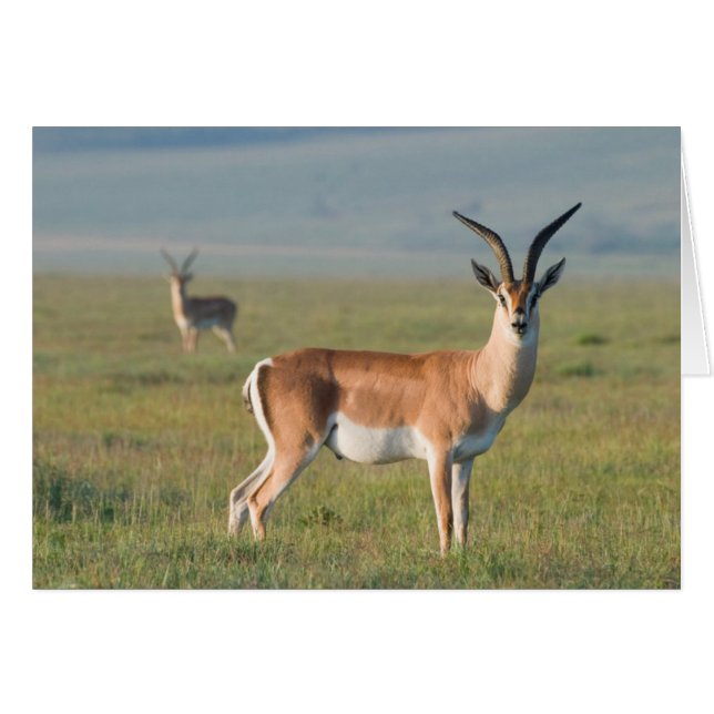 Gazelle de Grant, cráter del Ngorongoro, Ngorongor (Anverso (Horizontal))