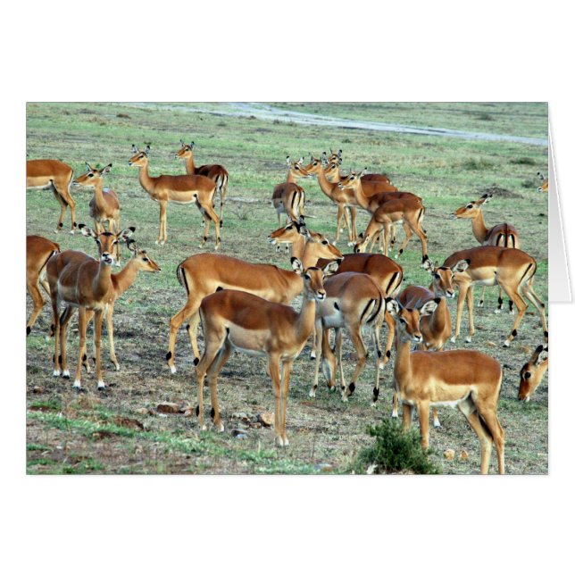 gazelle herd (Anverso (Horizontal))