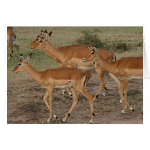 gazelle look