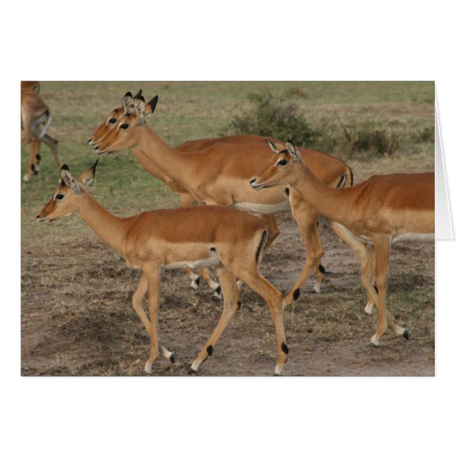 gazelle look (Anverso (Horizontal))