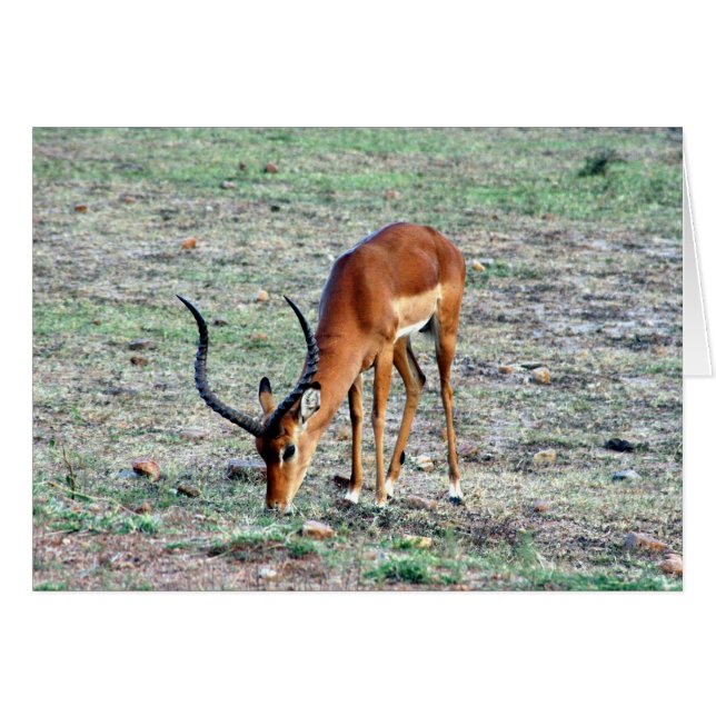 gazelle solo (Anverso (Horizontal))