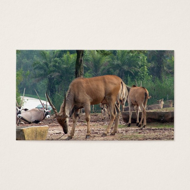 Gazelle, wild animal zoo,羚. (Frente)