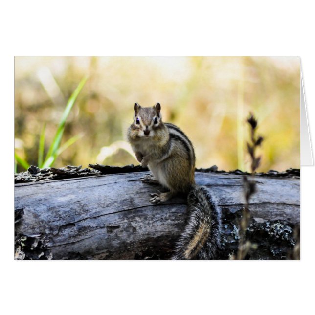Gazing Chipmunk (Anverso (Horizontal))
