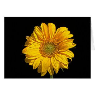 Gccnm de girasol