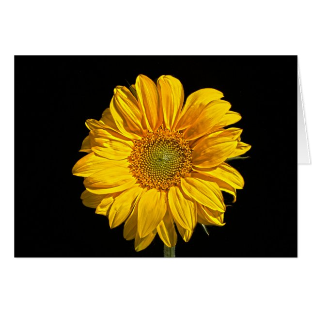 Gccnm de girasol (Anverso (Horizontal))