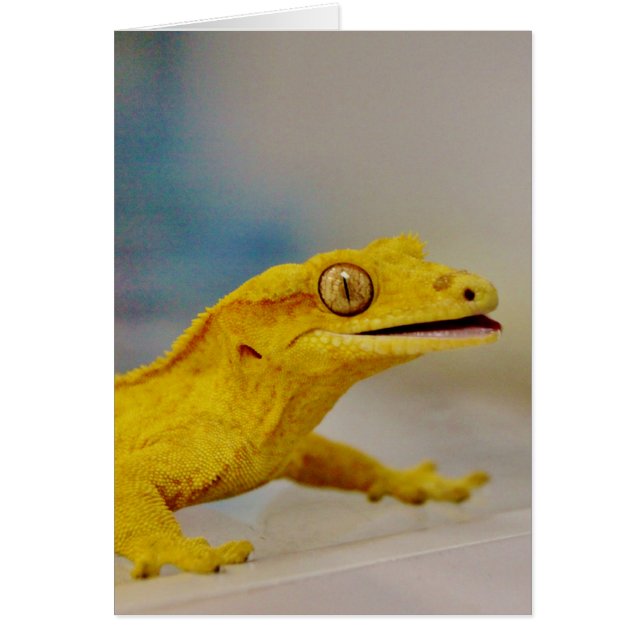 Gecko Crested (Frente)