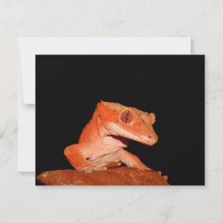 gecko cretino