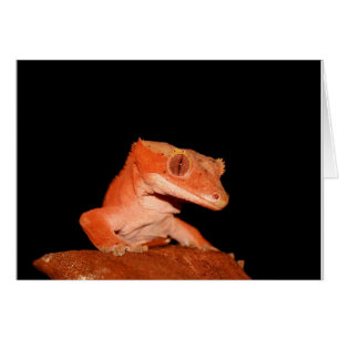 gecko cretino