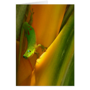 Gecko de polvo dorado
