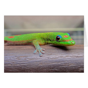 Gecko del Día del Polvo Oro
