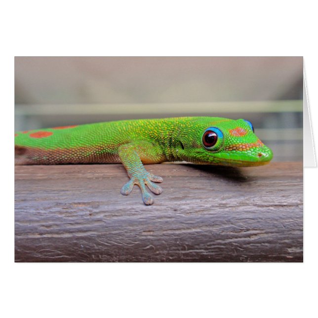 Gecko del Día del Polvo Oro (Anverso (Horizontal))