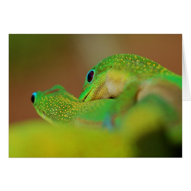 Gecko Love (Anverso (Horizontal))
