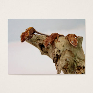 Geckos de tres cabos