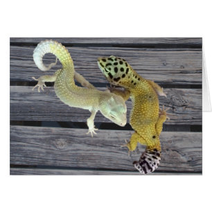Geckos leopardo - Abrigo de muchos colores