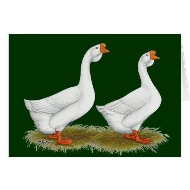 Geese africano blanco (Anverso (Horizontal))