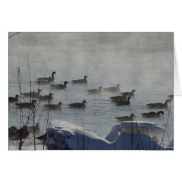 Geese canadiense B49 sobre río congelado