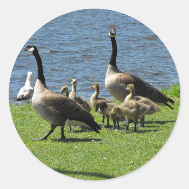 Geese canadiense en la hierba por el Pegatina del  (Anverso)