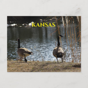 Geese canadiense por una tarjeta postal de charca